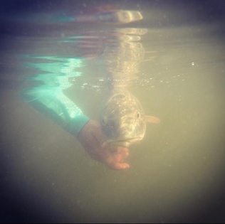 A nostalgic displayed of a redfish just under the water.